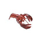 BST Lobster Sales Limited Logo