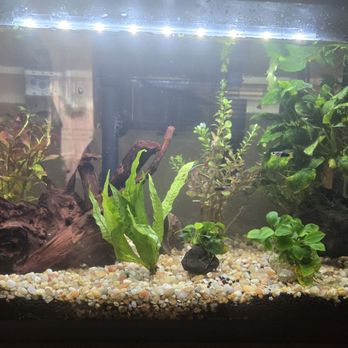 Jan's Tropical Fish - New tank set up with driftwood and plants - Local Fish Stores Near Me - Montclair, California Jan's Tropical Fish - New tank set up with driftwood and plants - Local Fish Stores Near Me - Montclair, California