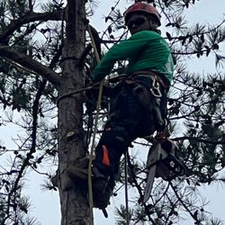 Image showcasing Best Tree Cutting Services Near Me - March 2026: Find Nearby Tree ...