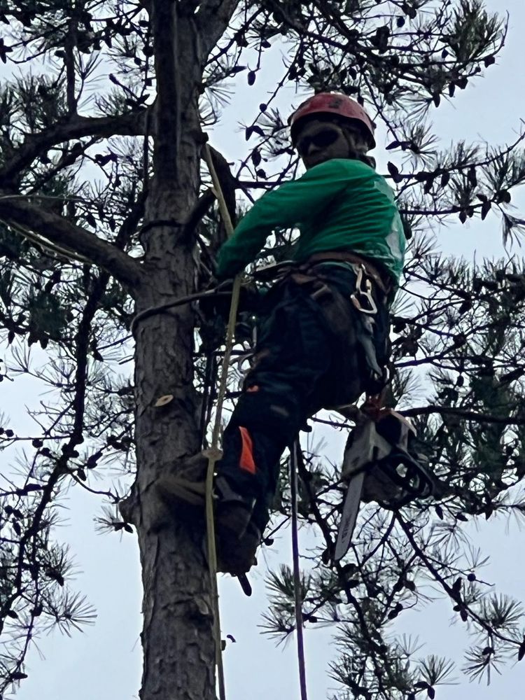 Alonzo Tree Services - tree service in Raleigh, NC