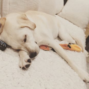 The Bone Adventure - Use her paw as a pillow - Pet Groomers Near Me - Costa Mesa, California