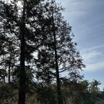 Ezra Tree Service - After - Tree Services Near Me