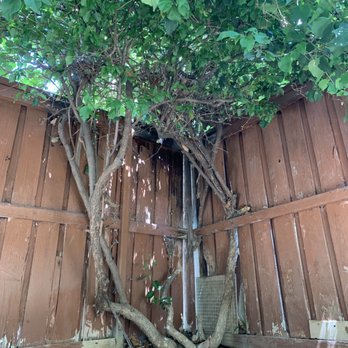 Lorenzo's Landscaping Services - Before cutting down - Tree Services Near Me - upland, California