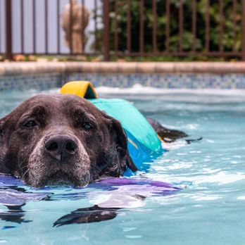 Jessie's Pool at Healing Heart Grounds - Pet Services Near Me - Boynton Beach, Florida Jessie's Pool at Healing Heart Grounds - Pet Services Near Me - Boynton Beach, Florida
