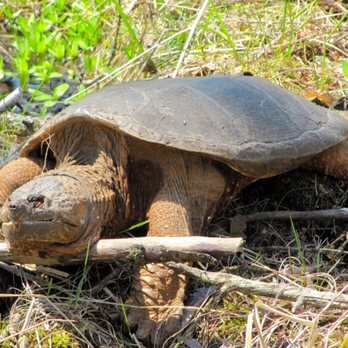Kensington Metropark - Snapping Turtle - Horseback Riding Near Me - Milford, Michigan