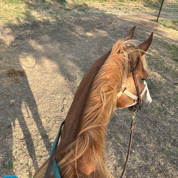 Southern Trails - Barb - Horseback Riding Near Me - Manor, Texas