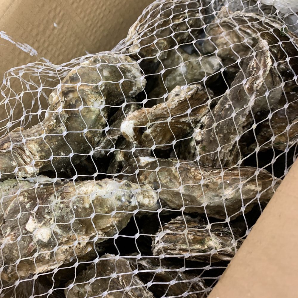 Da Seafood Store - 30 pieces of Giant oysters!! - Seafood Markets Near Me - Honolulu, Hawaii Da Seafood Store - 30 pieces of Giant oysters!! - Seafood Markets Near Me - Honolulu, Hawaii