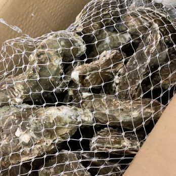 Da Seafood Store - 30 pieces of Giant oysters!! - Seafood Markets Near Me - Honolulu, Hawaii