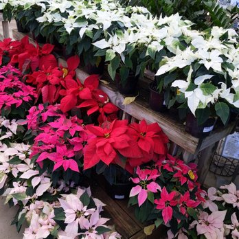 North Haven Gardens - Nurseries & Gardening Near Me - Dallas, Texas North Haven Gardens - Nurseries & Gardening Near Me - Dallas, Texas