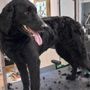 Photo of Paws & Claws Pet Grooming