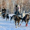 Alaska Mushing School gift card