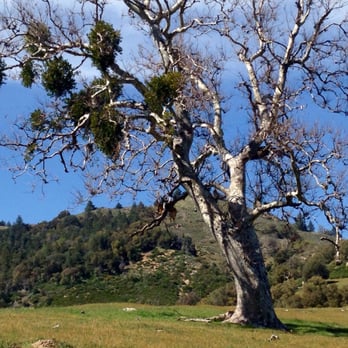 Santa Ysabel Preserves - Great trees - Hiking Near Me - Julian, California Santa Ysabel Preserves - Great trees - Hiking Near Me - Julian, California