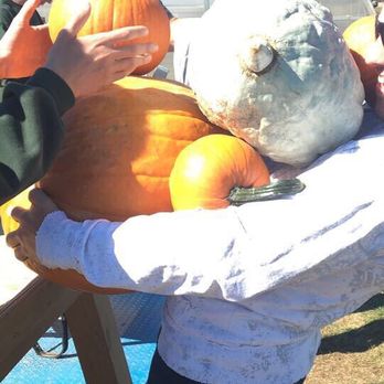 Stakey’s Pumpkin Farm - Pumpkin Patches Near Me - Riverhead, New York Stakey’s Pumpkin Farm - Pumpkin Patches Near Me - Riverhead, New York