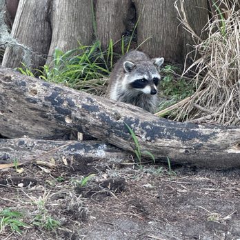 Circle B Bar Reserve - Raccoon - Hiking Near Me - Lakeland, Florida Circle B Bar Reserve - Raccoon - Hiking Near Me - Lakeland, Florida