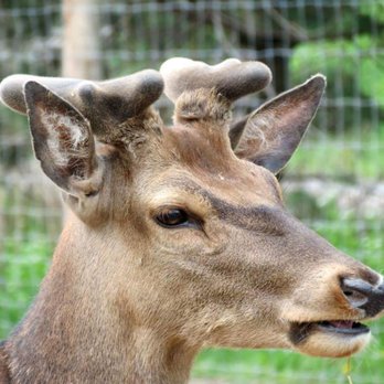 Marineland - Amusement Parks Near Me - Niagara Falls, Ontario Marineland - Amusement Parks Near Me - Niagara Falls, Ontario