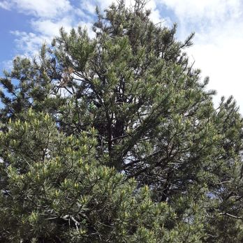VJ Stars Tree Services - Sick trees - Tree Services Near Me - Albuquerque, New Mexico