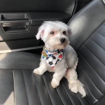 Luxury Pets Grooming - Pet Sitting Near Me - Lilburn, Georgia Luxury Pets Grooming - Pet Sitting Near Me - Lilburn, Georgia