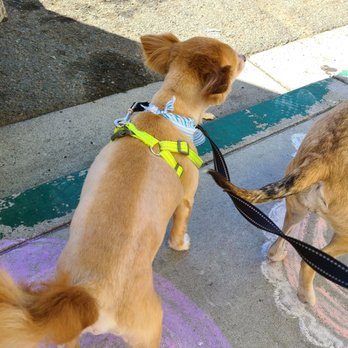 Pet Palace - After - Pet Groomers Near Me - San Diego, California Pet Palace - After - Pet Groomers Near Me - San Diego, California