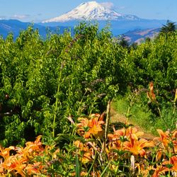 City of Hood River - Mt. Adams