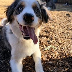 Mendocino Dog Park