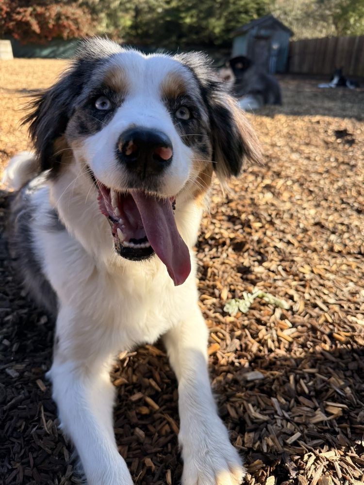 Mendocino Dog Park Logo