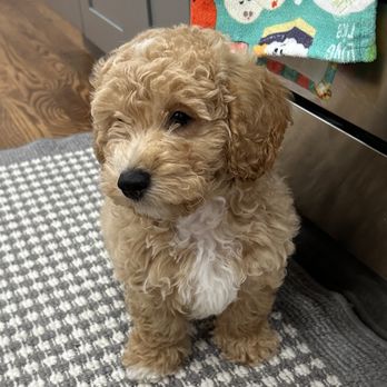 Mutt and Tumble Dog Training - Maverick - Pet Training Near Me - San Francisco, California Mutt and Tumble Dog Training - Maverick - Pet Training Near Me - San Francisco, California
