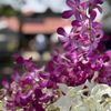 Waimea Midweek Farmers Market gift card