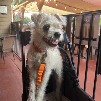 El Amigo - A happy pup out with his family - Mexican Near Me - San Jose, California El Amigo - A happy pup out with his family - Mexican Near Me - San Jose, California