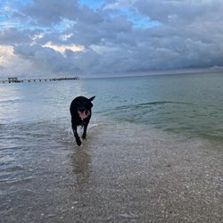 Fort Desoto Dog Beach