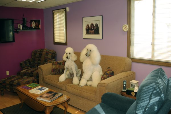 Precious Paws Pet Salon