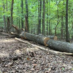La Costa Tree Service