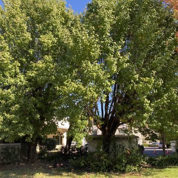 Long Branch Tree Service - Tree Services Near Me Long Branch Tree Service - Tree Services Near Me