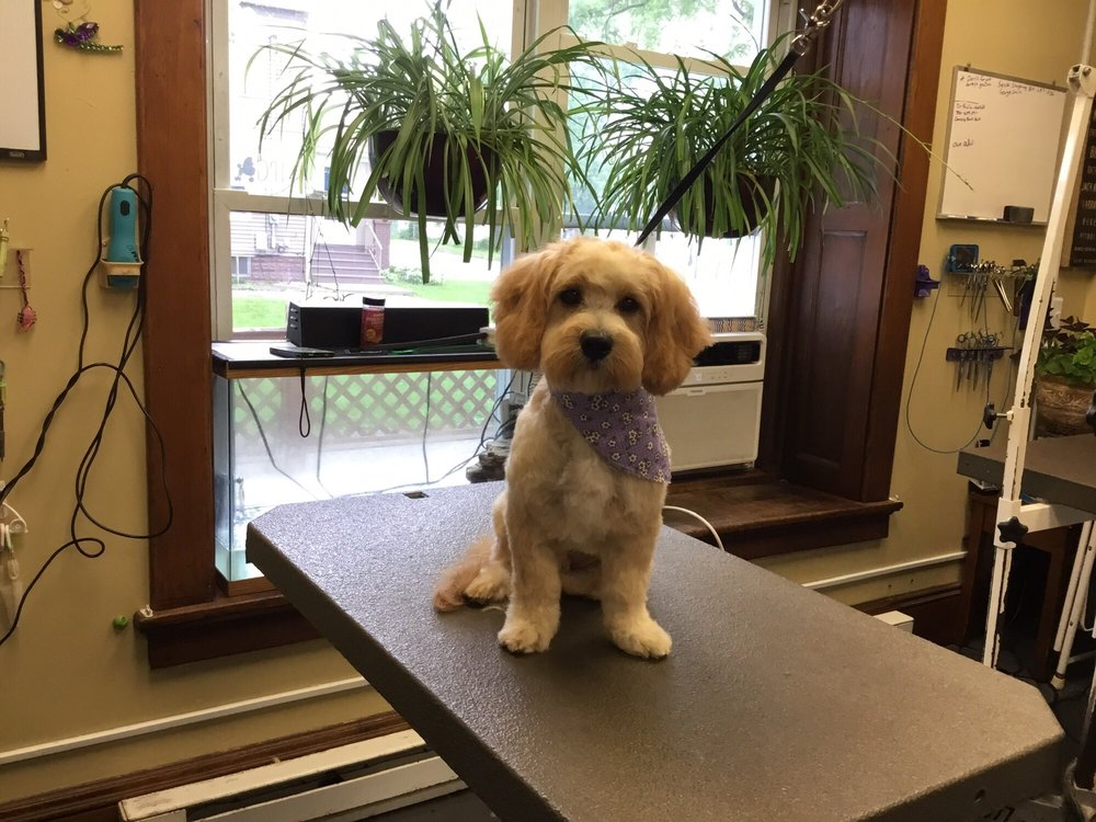 DIPNCLIP DOG GROOMING, LLC 34 Photos Pet Groomers 137 W 2nd St