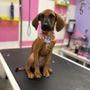 Photo of The Doggie Disco