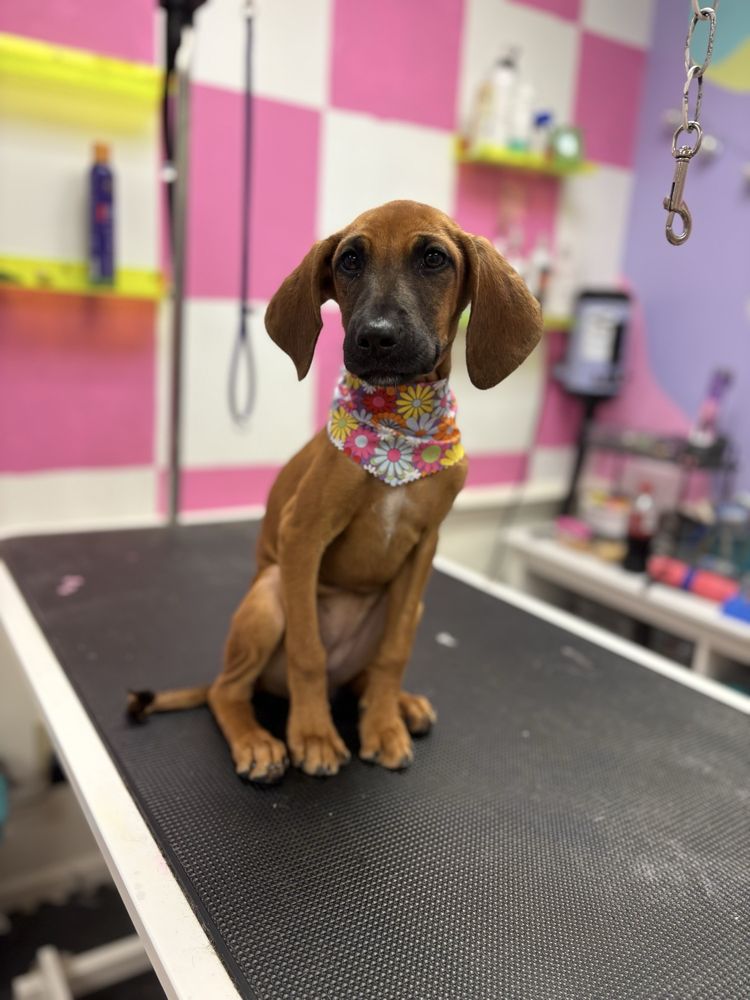 The Doggie Disco - pet boarding facility in Hanahan, SC