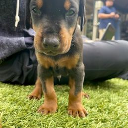 Baby Apollo; sire is Mike's dobie, Leo