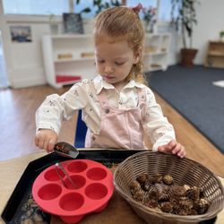 Corte Madera Montessori - Holiday pine cone sorting activity