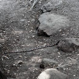 California Mountain Kingsnake