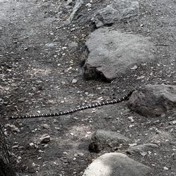 Ernie Maxwell Scenic Trail - California Mountain Kingsnake