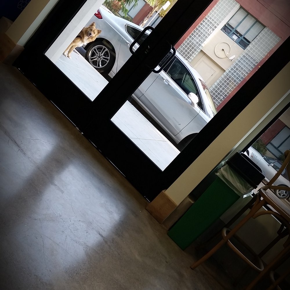 Philz Coffee - Doggie waiting for his Philz! - Coffee & Tea Near Me - San Francisco, California Philz Coffee - Doggie waiting for his Philz! - Coffee & Tea Near Me - San Francisco, California