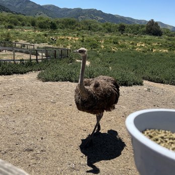 Ostrichland USA - Attraction Farms Near Me - Solvang, California Ostrichland USA - Attraction Farms Near Me - Solvang, California