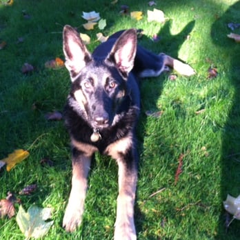 Peppy-O's Pet Waste Management - My inspiration - Pet Waste Removal Near Me - Salem, Oregon Peppy-O's Pet Waste Management - My inspiration - Pet Waste Removal Near Me - Salem, Oregon