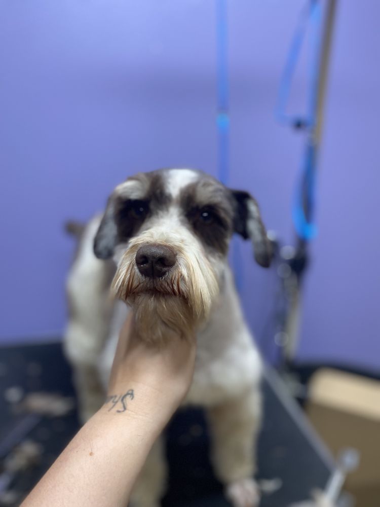 ALL FUR BEAUTY Updated August 2024 Vilonia, Arkansas Pet Groomers Phone Number Yelp