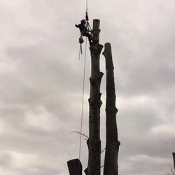 Danny International Tree Service - Working on 11- 20 -18