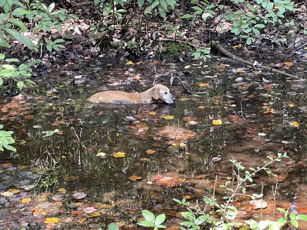 MOBILE COUNTY ANIMAL SHELTER Updated August 2024 7665 Howells Ferry