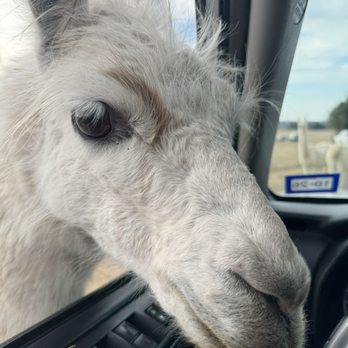 Tennessee Safari Park - They get real close! - Parks Near Me - Alamo, Tennessee