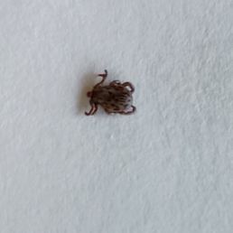 Smashed tick Smashed tick