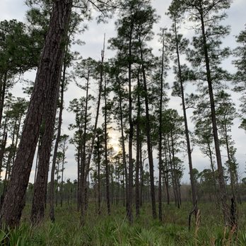 Pine Island Hiking Trail - Dusk - Parks Near Me - Orange City, Florida