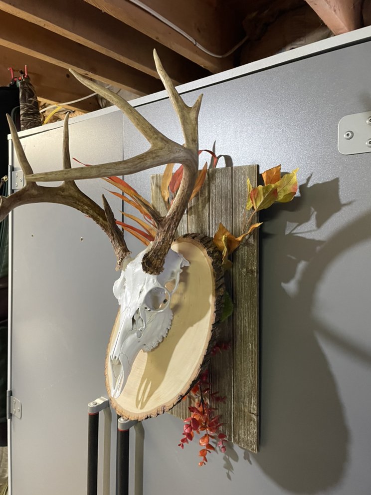 Bud’s Wild Game Processing - taxidermy in Millville, NJ