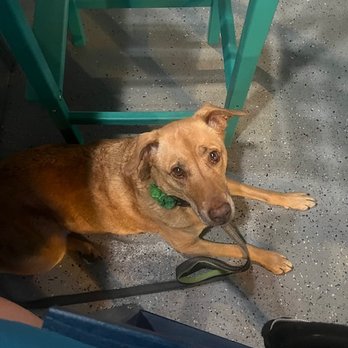 Dog Pub Social - Emerald loving Dog Pub Social - Dog Parks Near Me - Dunedin, Florida Dog Pub Social - Emerald loving Dog Pub Social - Dog Parks Near Me - Dunedin, Florida